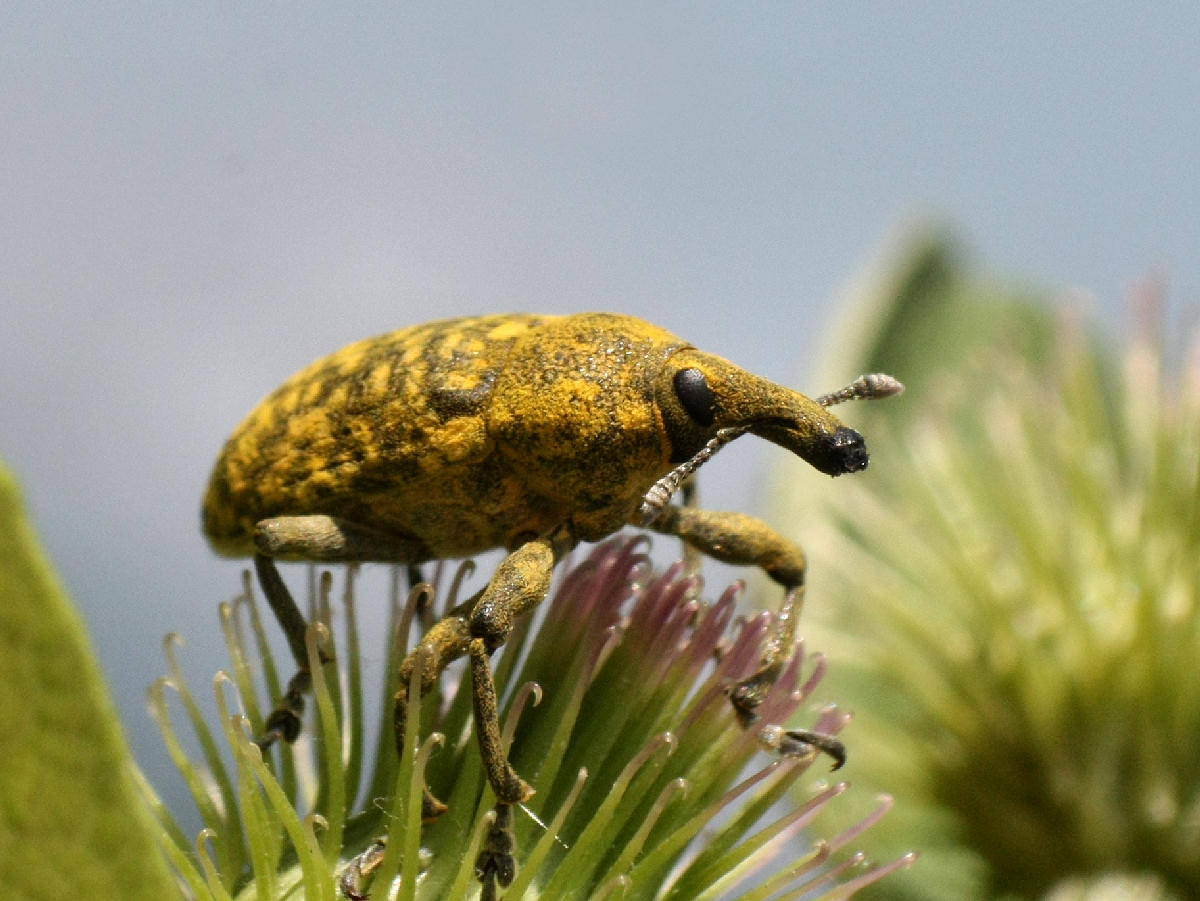 Larinus scolymi